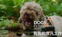 柯基最新爆料视频大全下载,萌宠瞬间，笑料横生